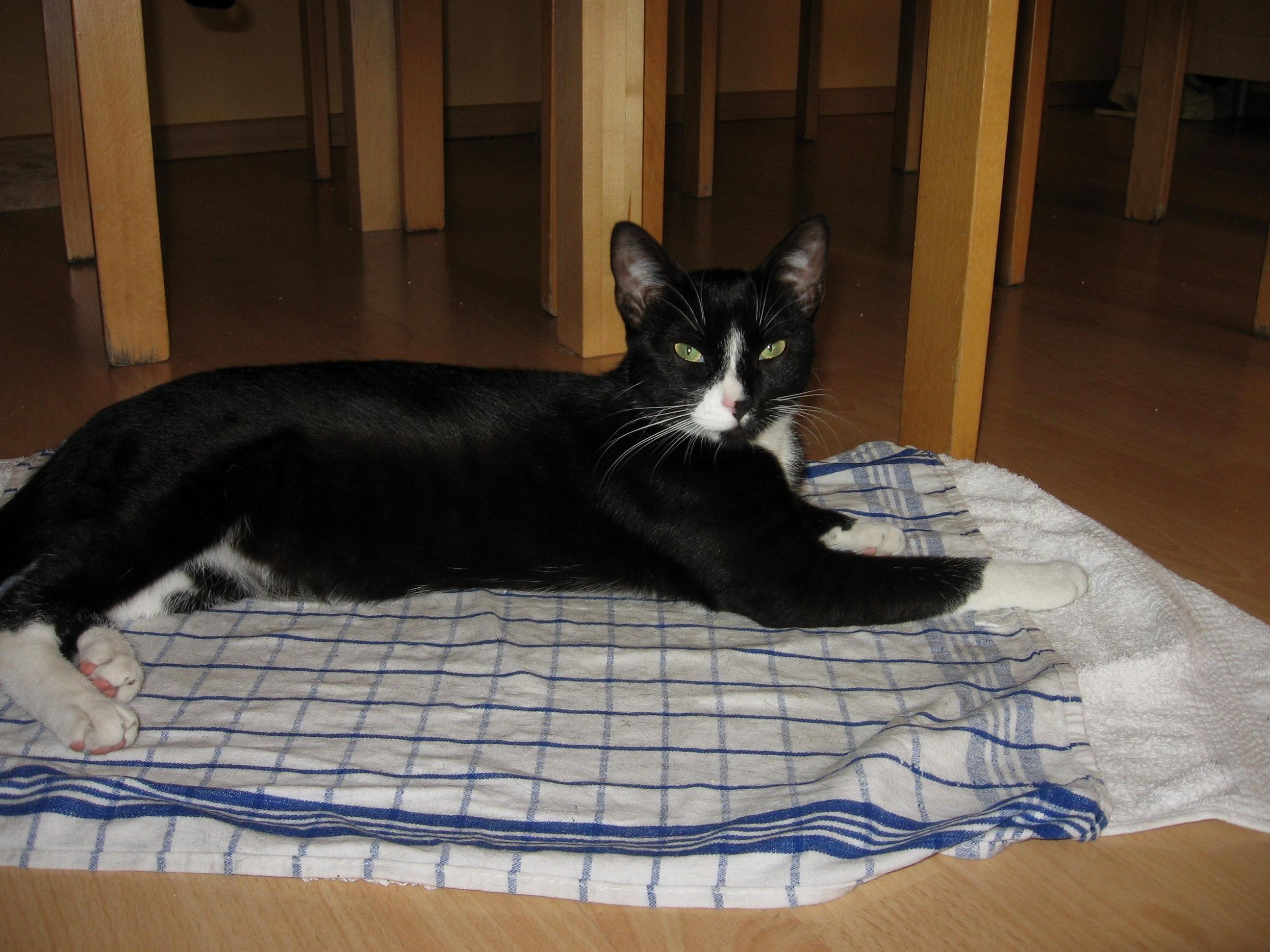 Its Been Really Hot These Past Days. Her Favorite Place Was a Wet Towel I Laid Down for Her.