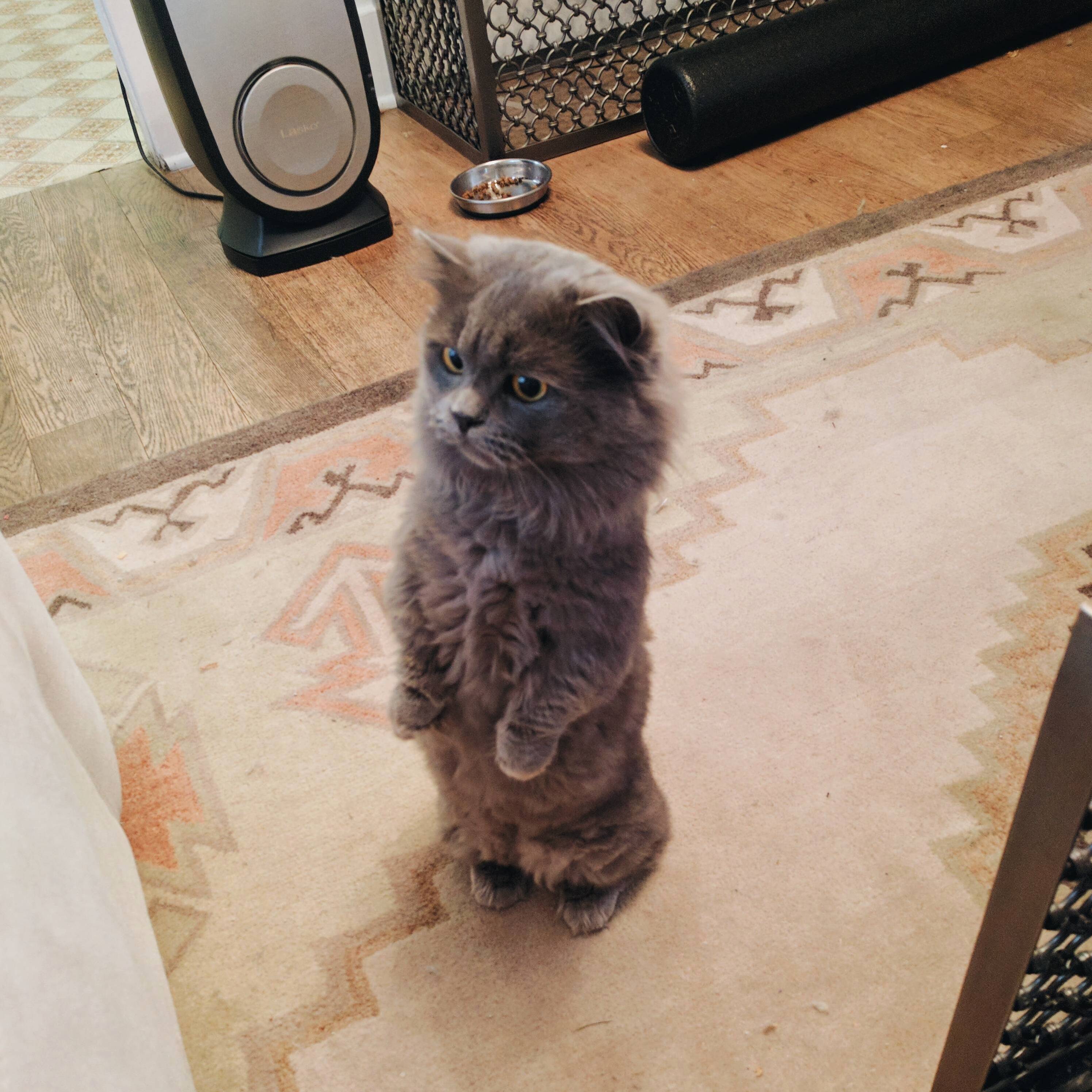 Its Finally Kittyhog Day