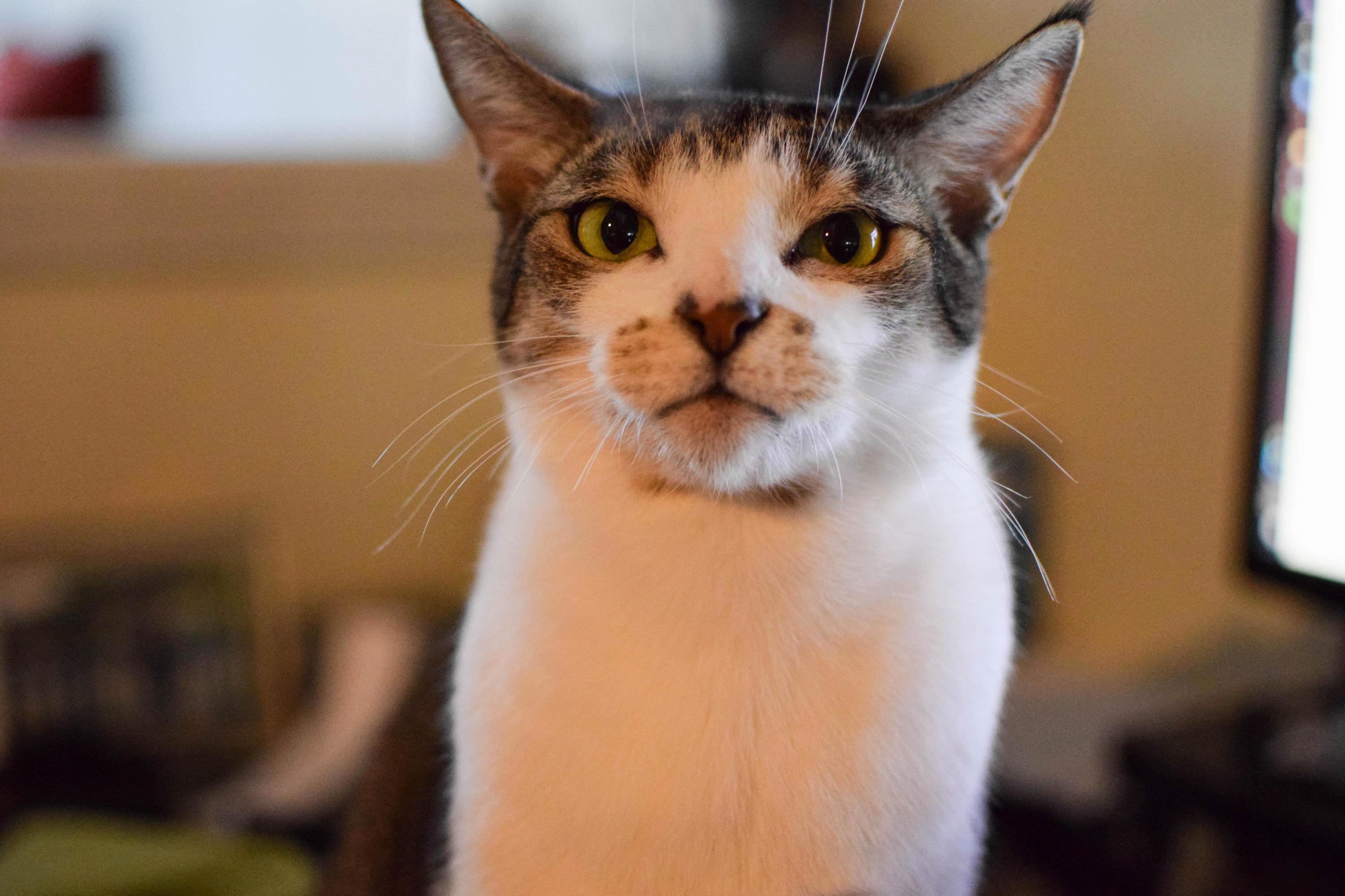 Its Not a Smile but I Love This Face of His.