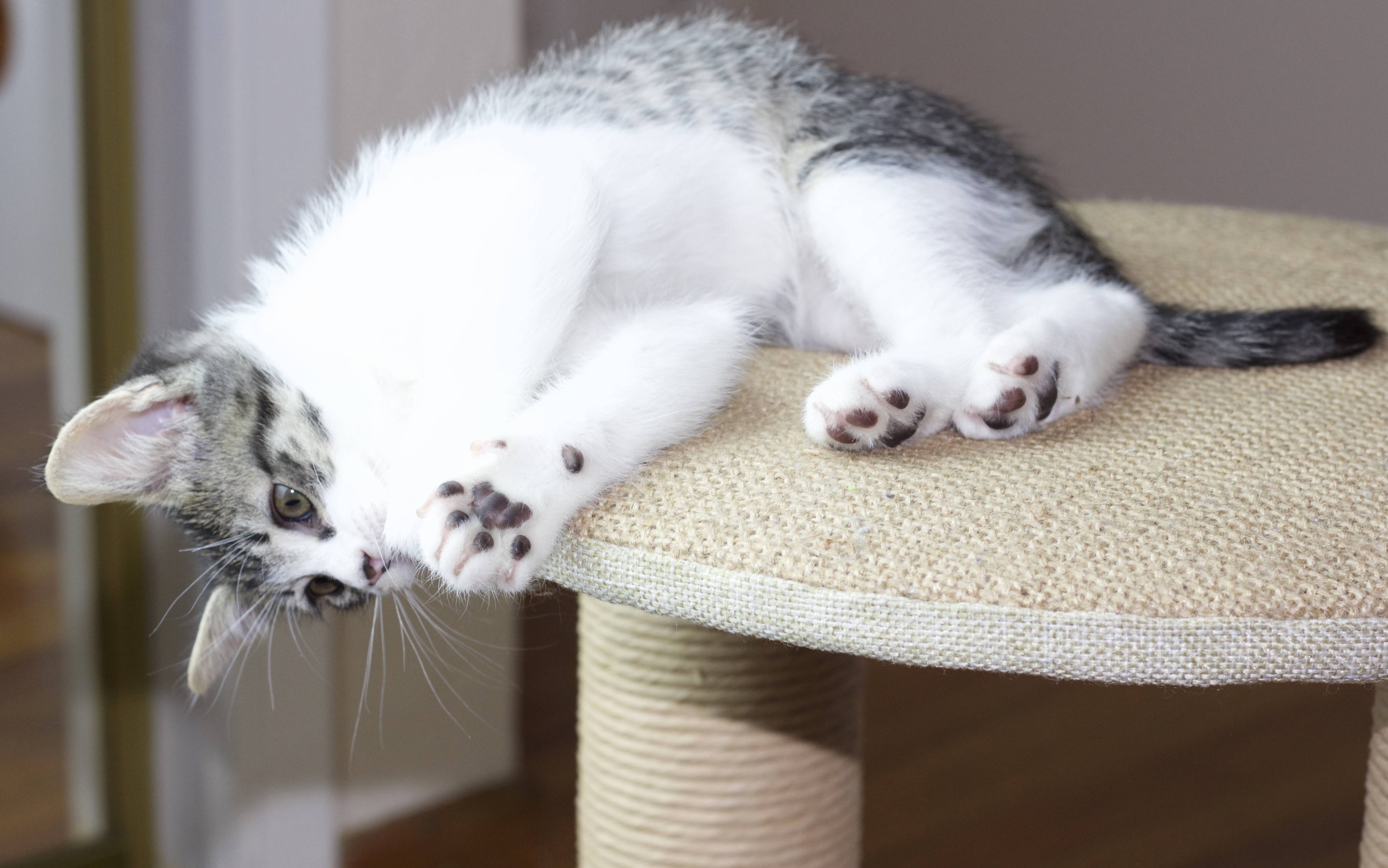 Jack Has White Paws but Dark Colored Paw Pads