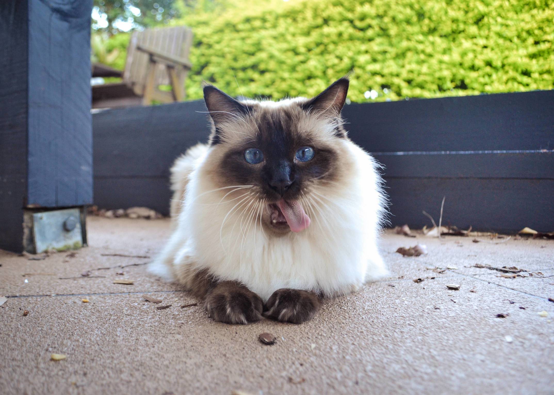 Jellybean Pulling Faces