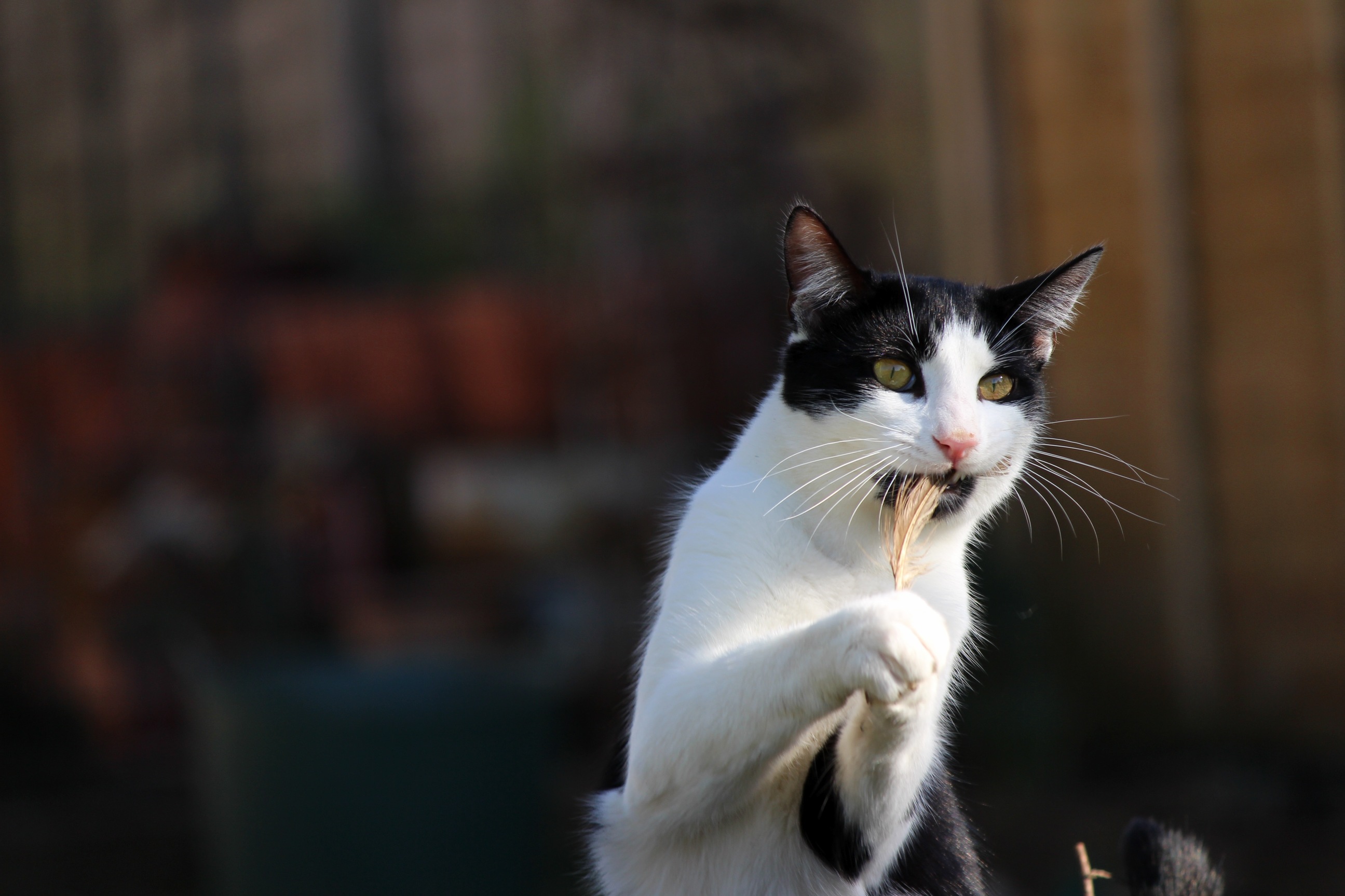 Jethro Caught a Leaf.