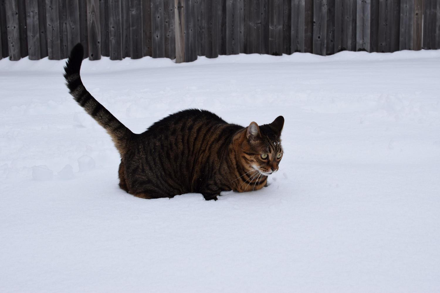 Joe in the Snow