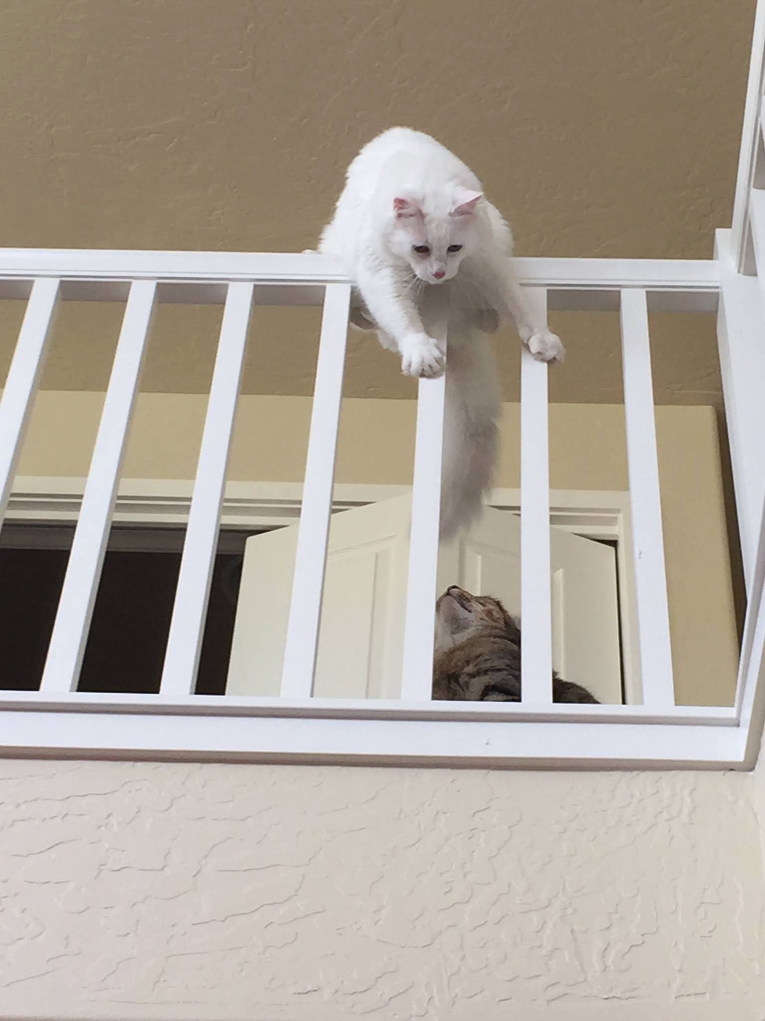 Jump I Dare You.
