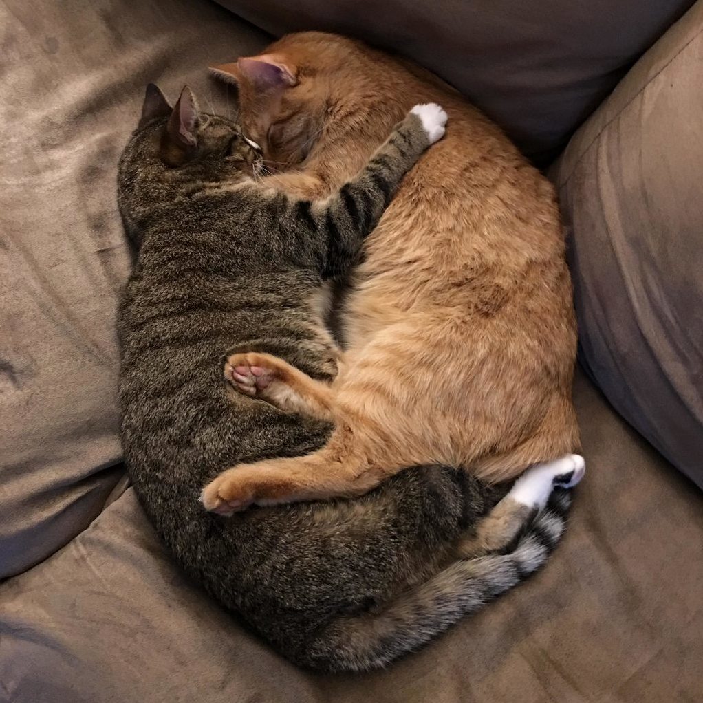Just a Few Months Ago I Was Worried That Dexter and Juney Wouldnt Get Along.