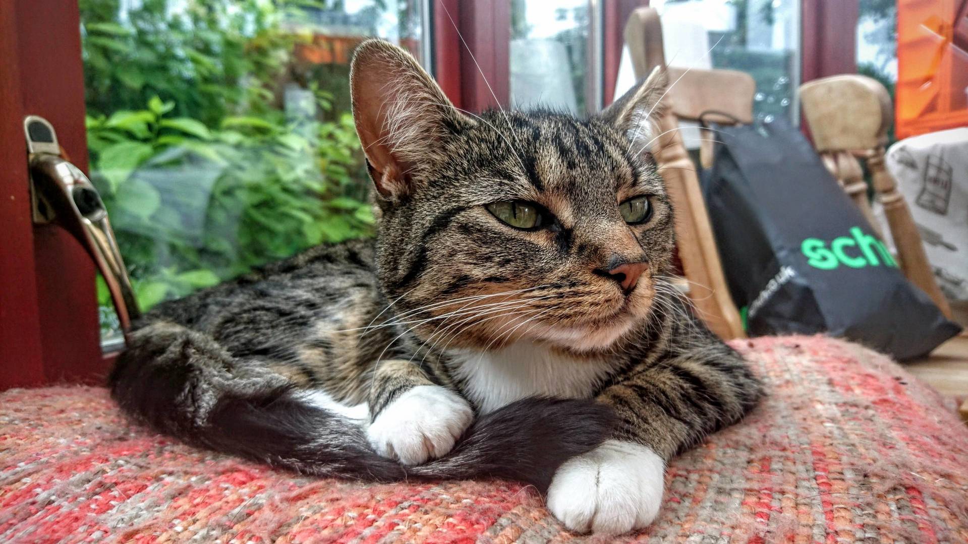Just Awoken from a Nap