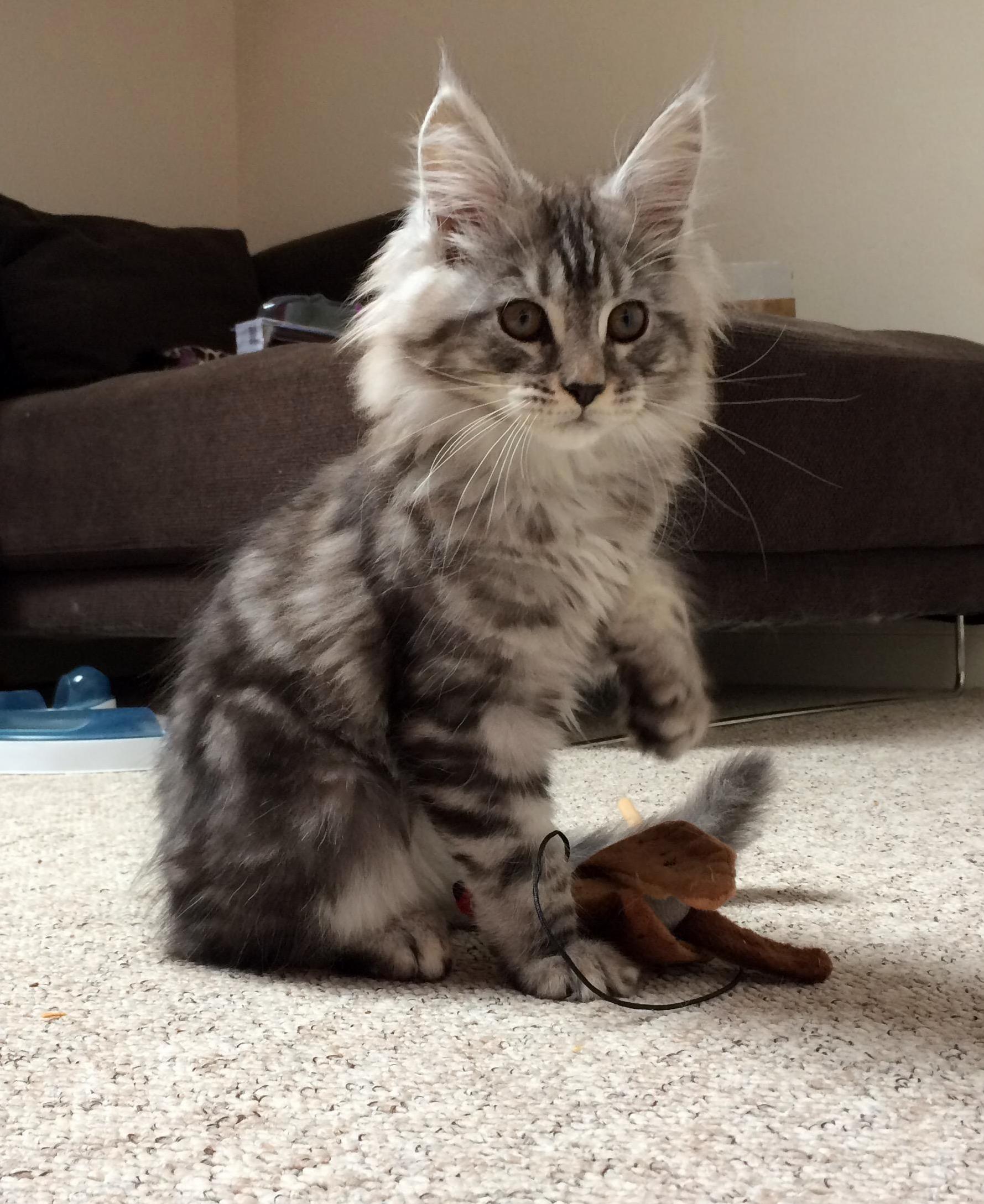 Just Brought This Little Dude Home. Meet Argento