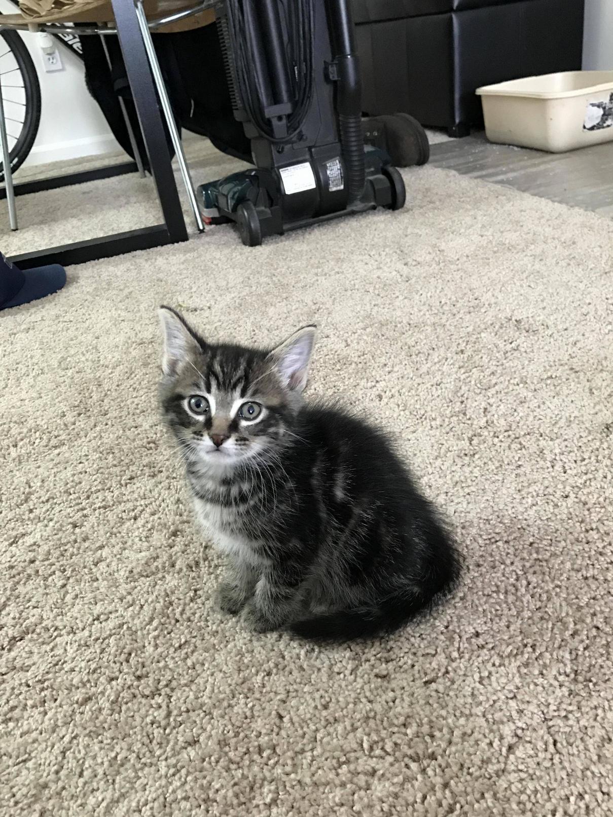 Just Got My First Cat