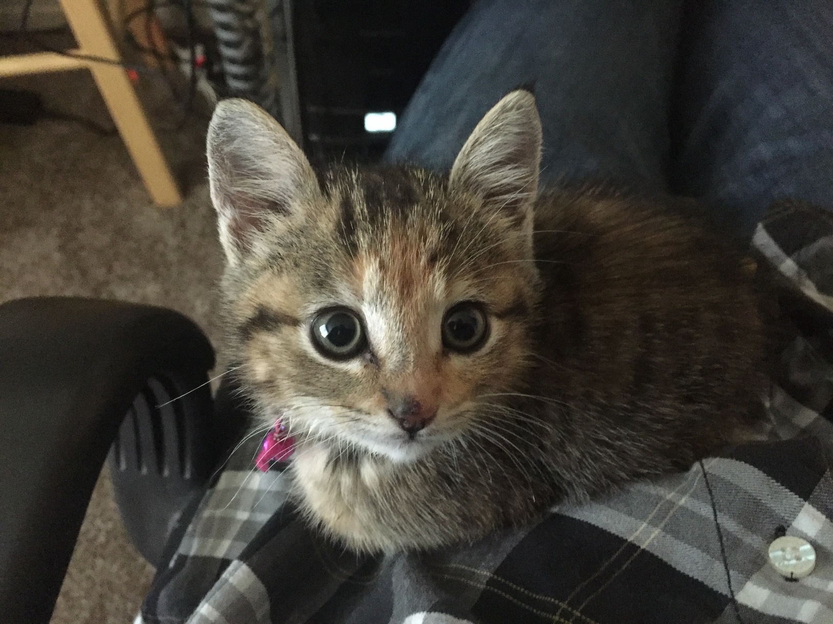 Just Got This Little One a Few Days Ago. Meet Banchan