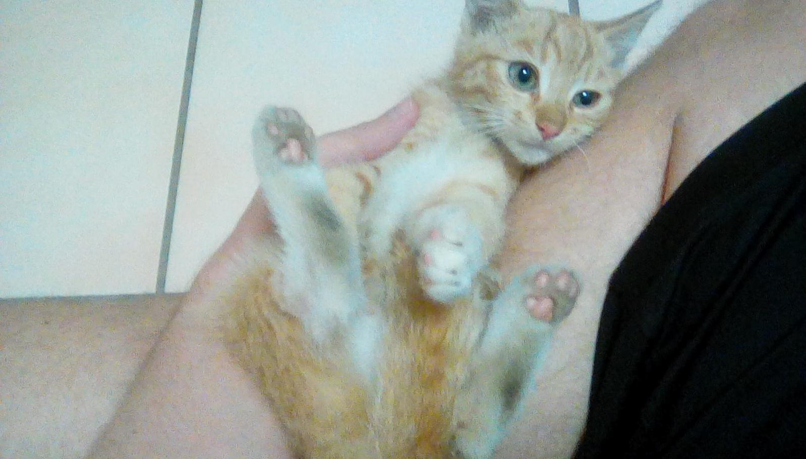 Just Rescued This Little Guy from Inside a Car Engine Where He Spent at Least 24 Hours.