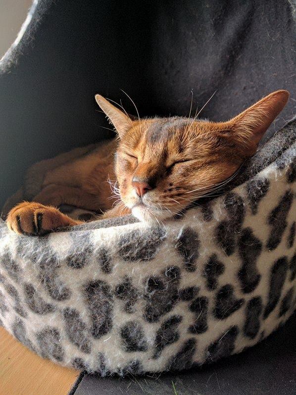 Just Sleeping in the Sunshine. Summer Down Under.