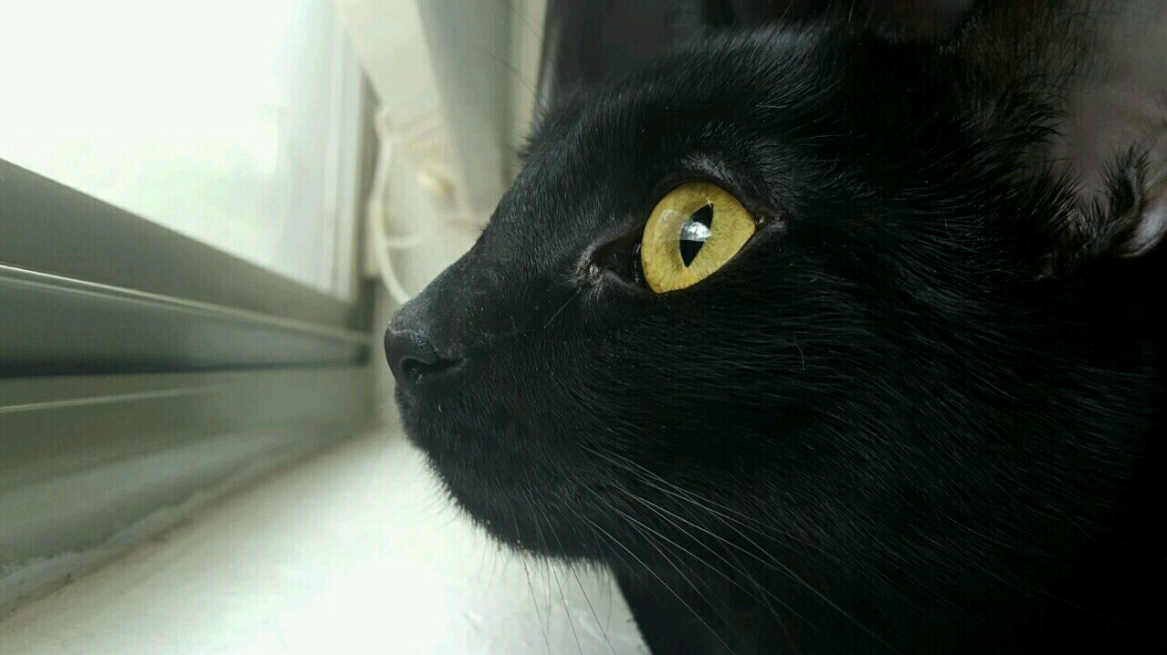 Just Watching the Birds.