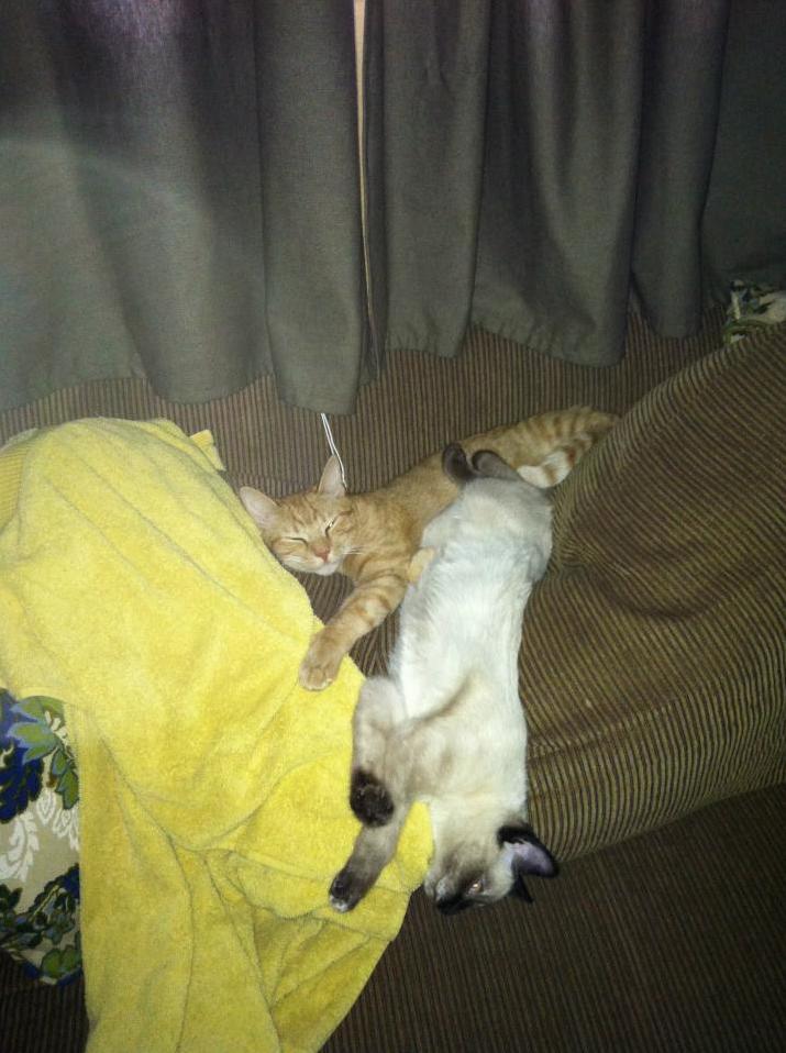 Khaleesi and Tommy Are Mighty Comfy.
