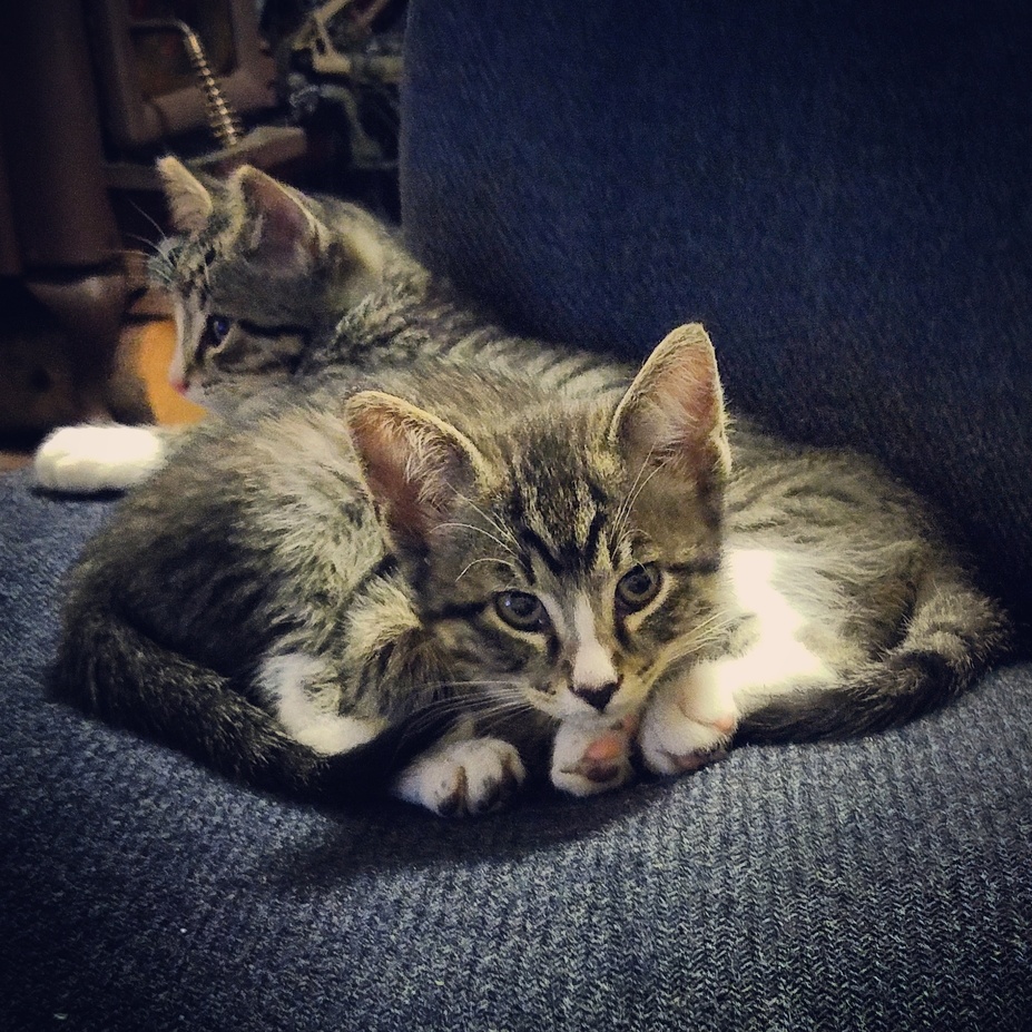 Kimchi and Quinoa Hogging My Chair