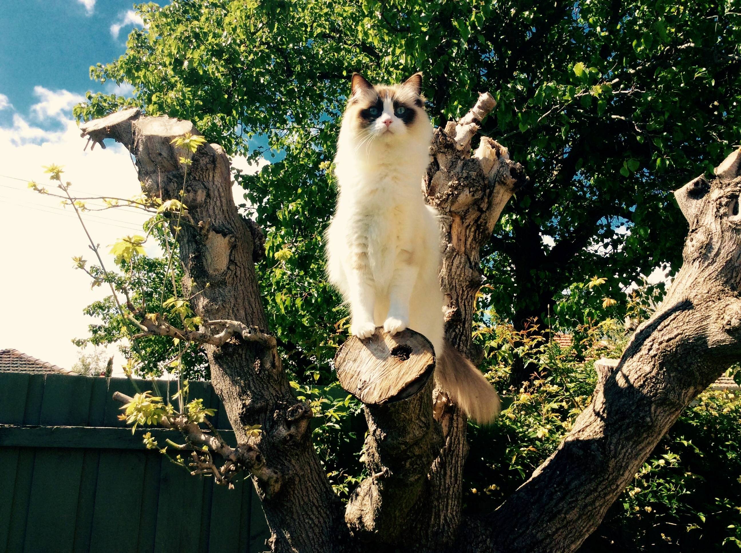 King of the Jungle