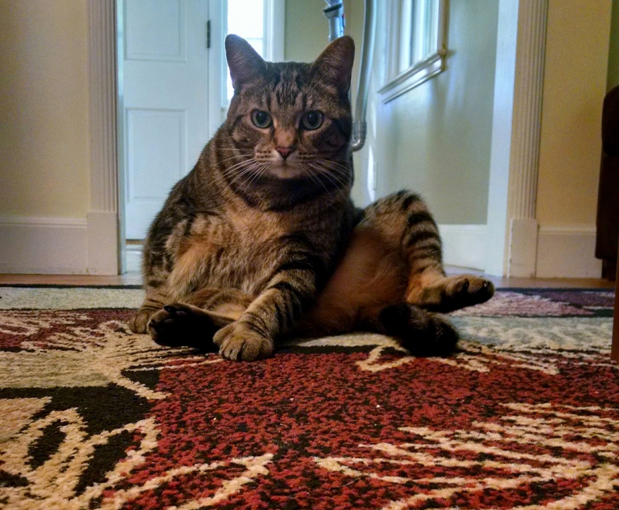 Kira Sits Like This Daily.