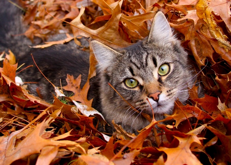 Kitty in Leaves
