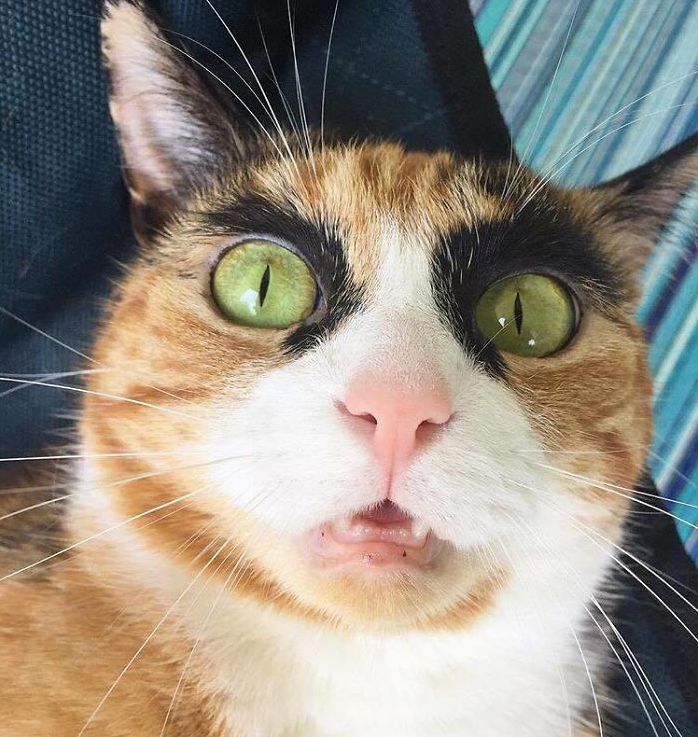 Kitty Lily from New Jersey Looks at You Very a Condemning.