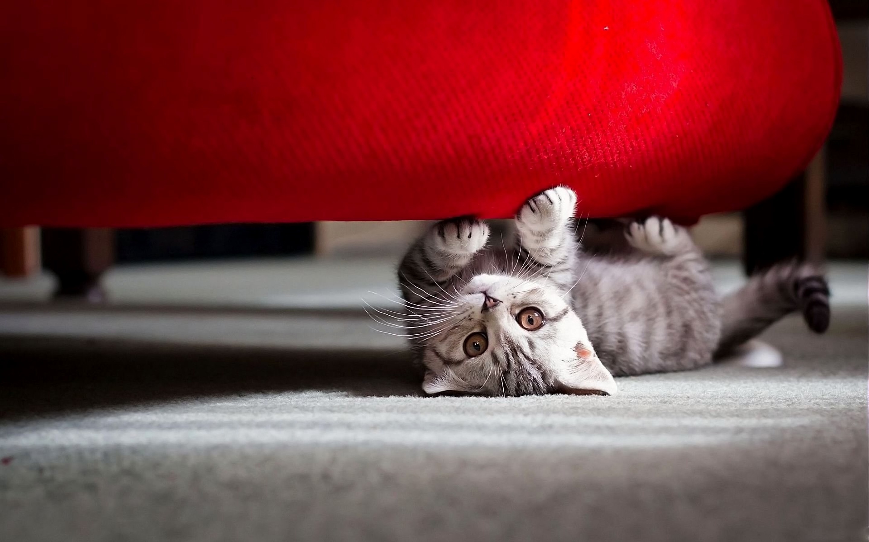 Kitty Love Claw Sofa.