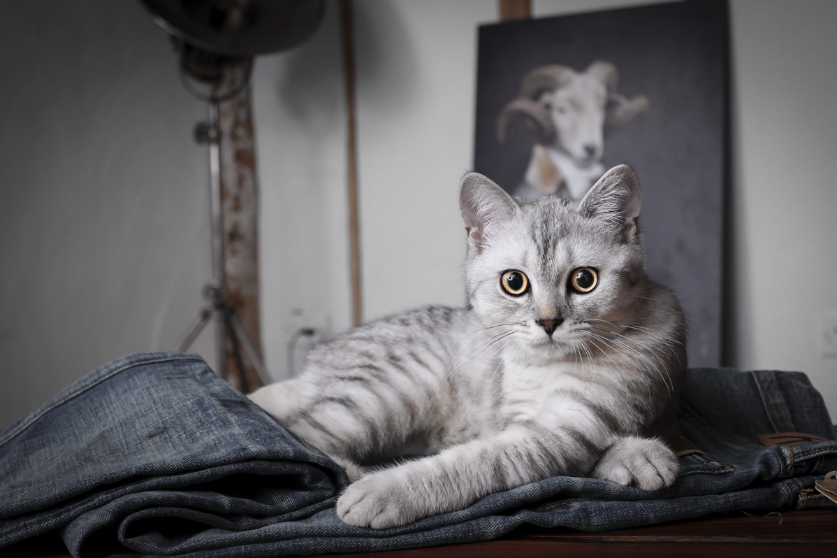 Leo the Bsh. New Addition to the Family
