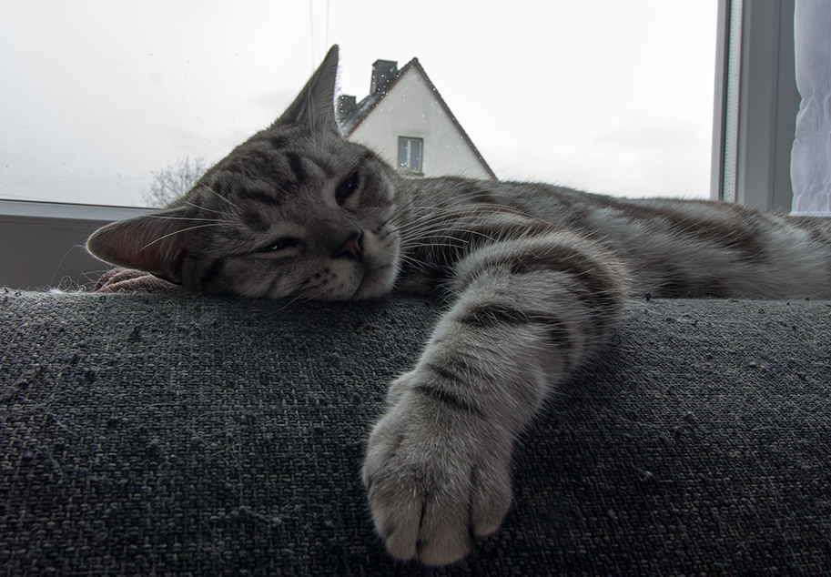 Leon Is Bored