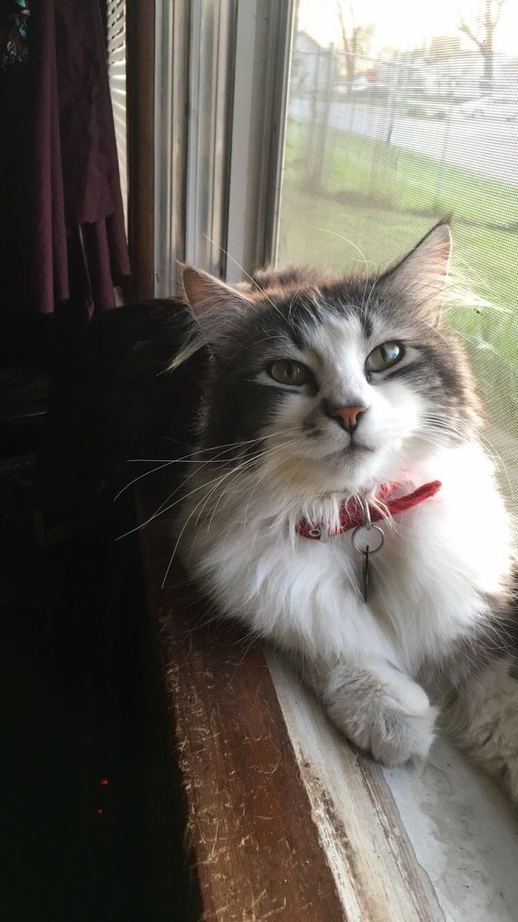 Lewie