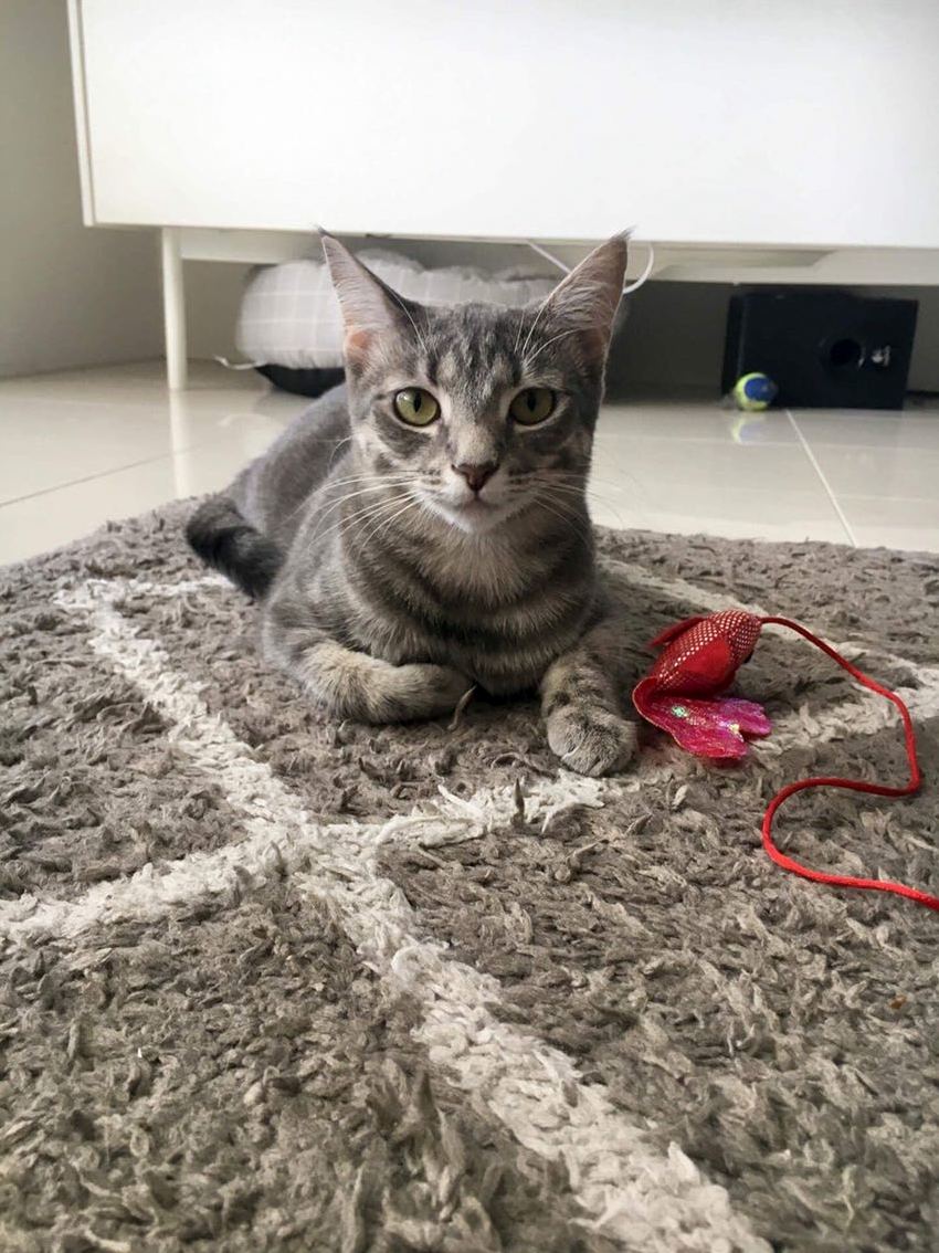 Little Adrienne Found Her Forever Home