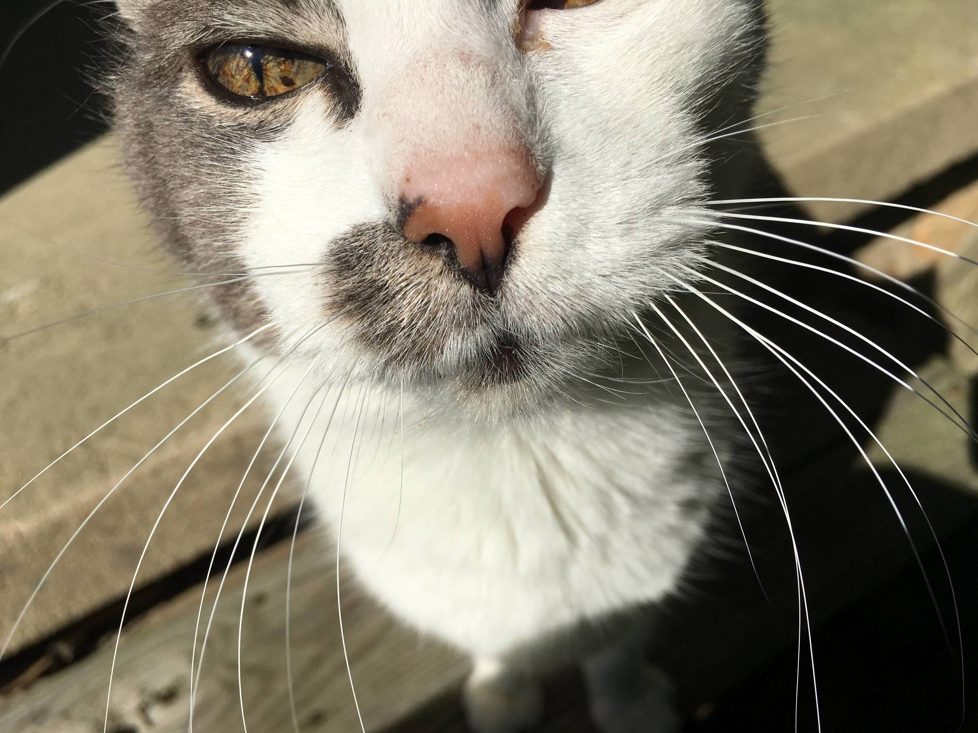 Little Man. Seventeen Years Old. Voluble. Opinionated. Is Unimpressed by Your Drama.