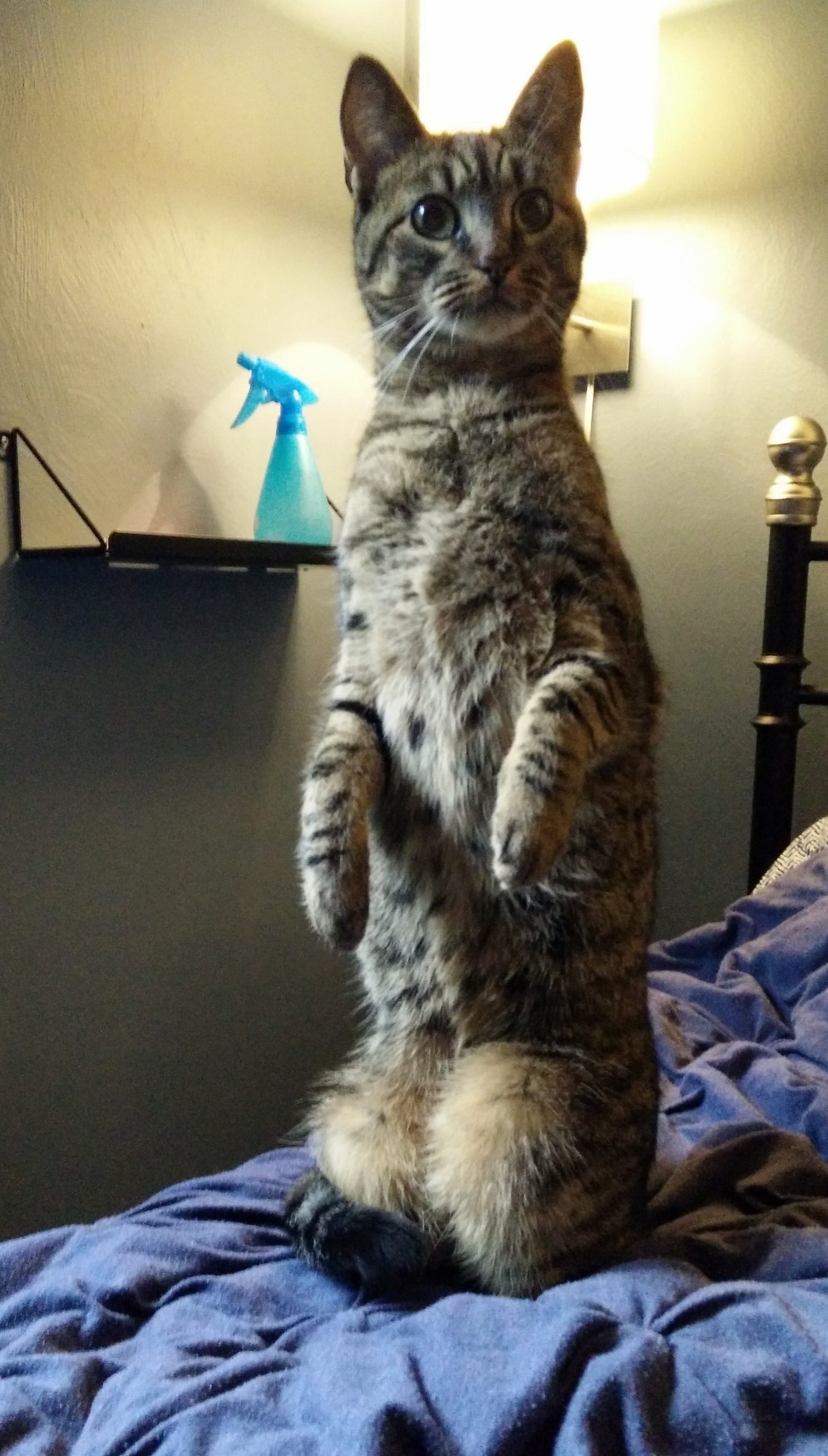 Littlefoot Feeling Meerkaty.