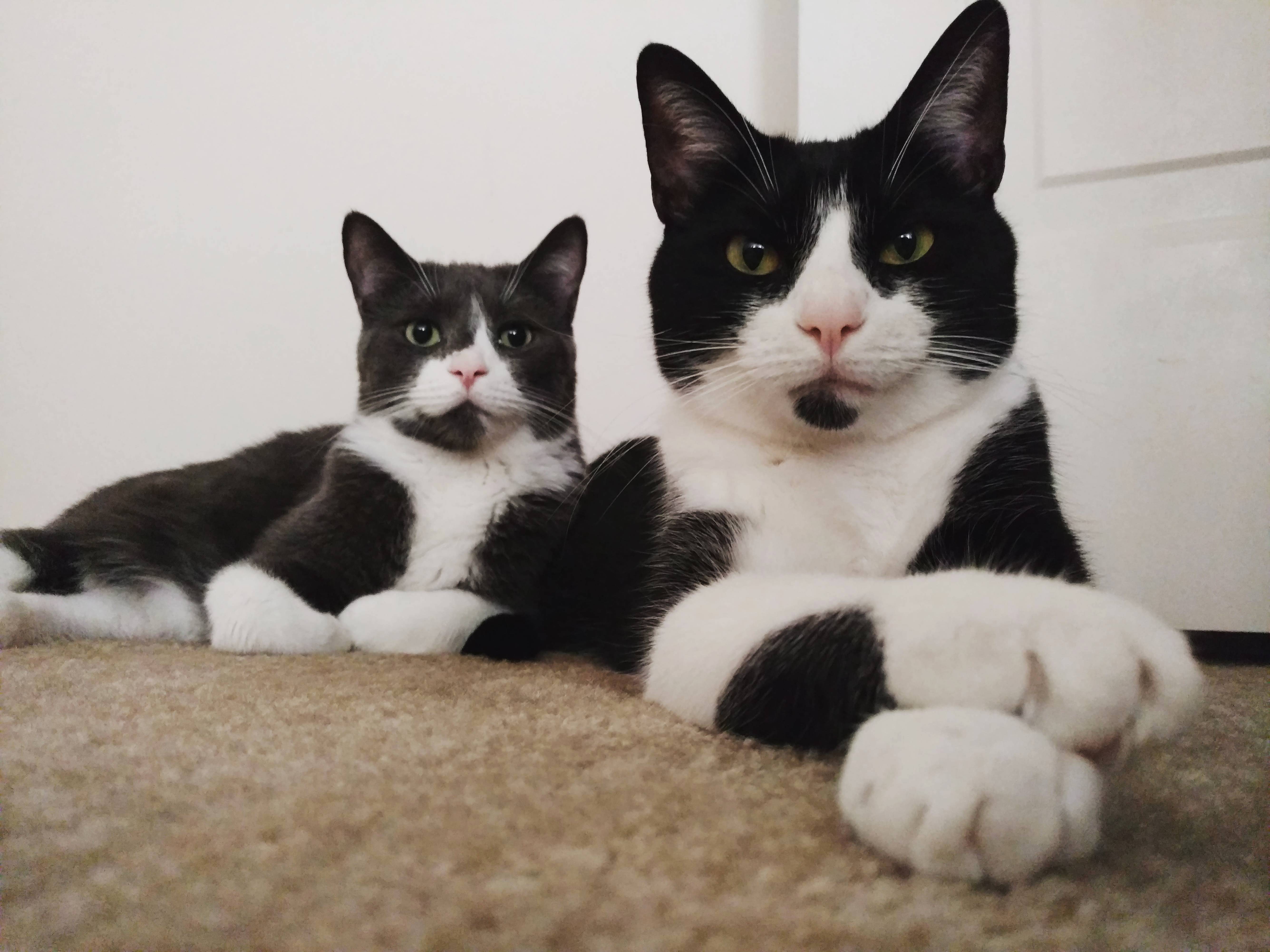 Loki and His Minion Sherlock Xpost from Rtuxedocats