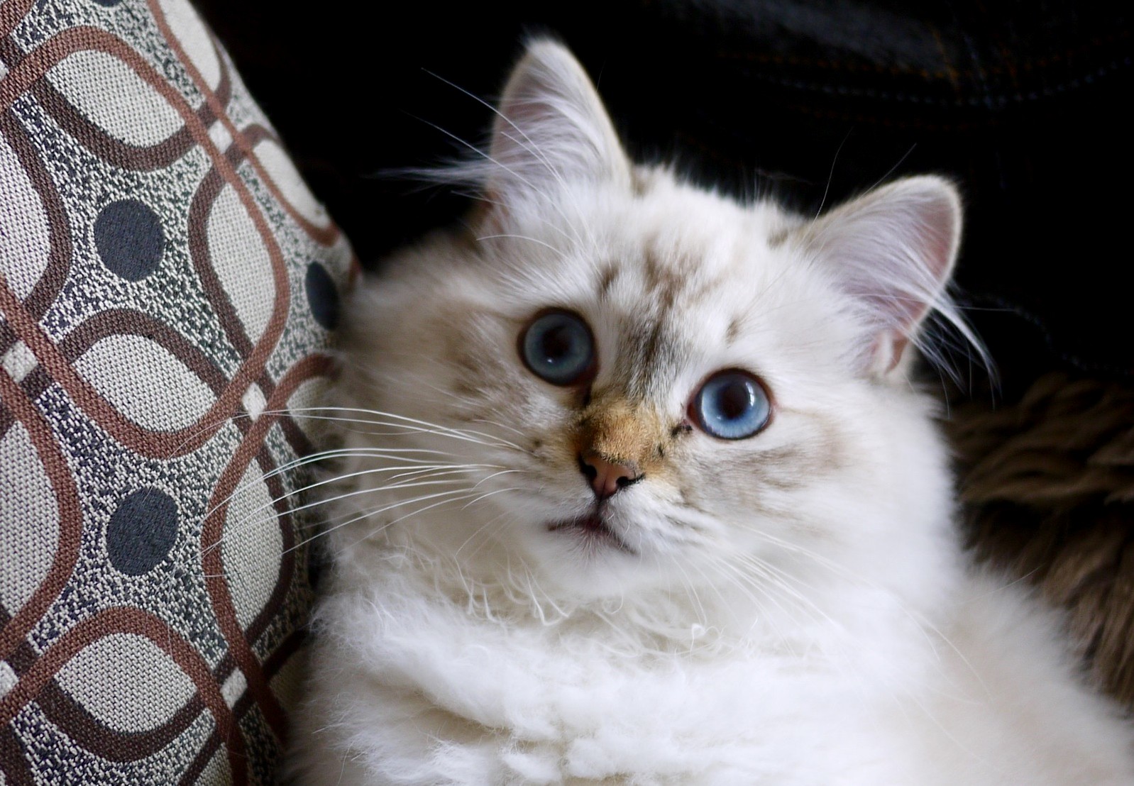 Loki Shows Off His Dashing Blue Eyes