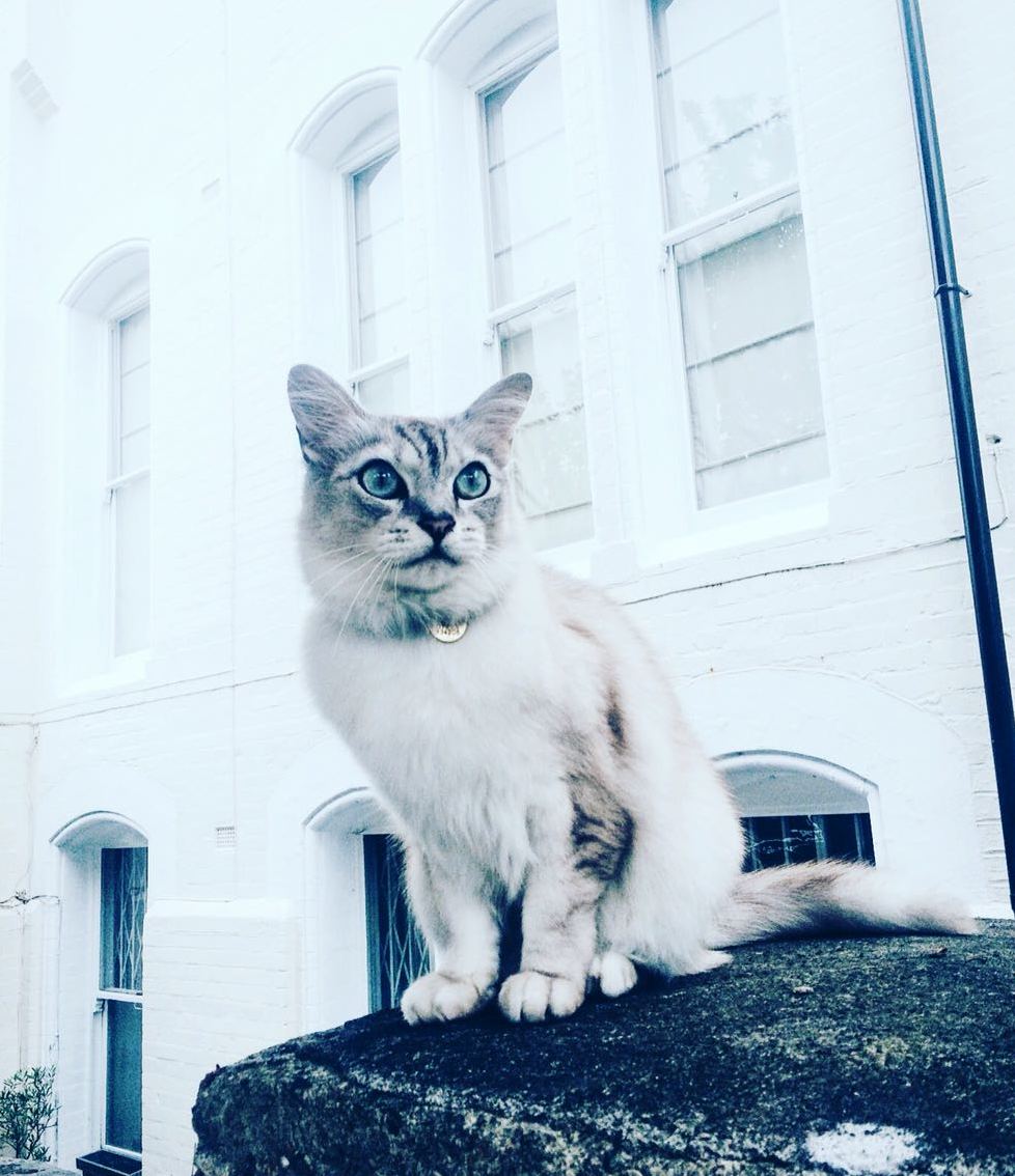 London Cats Never Turn Down a Chance to Model