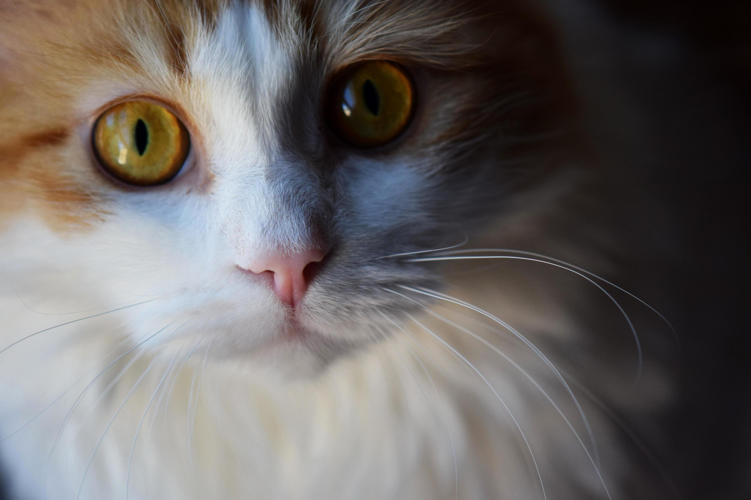 Look at These Eyes