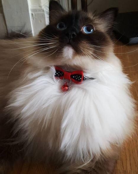 Looking More and More Like Santa