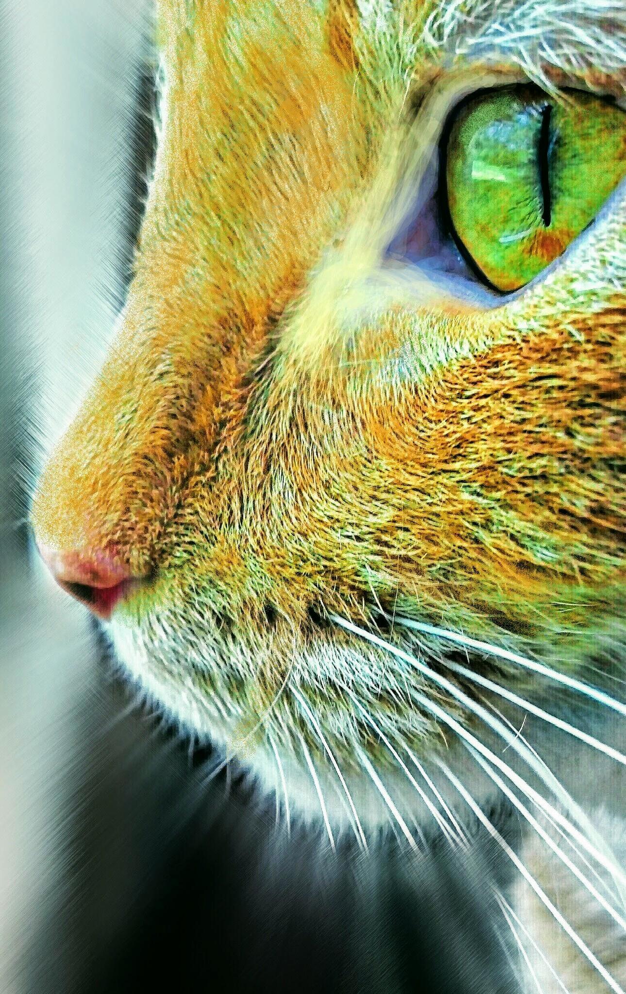 Louie