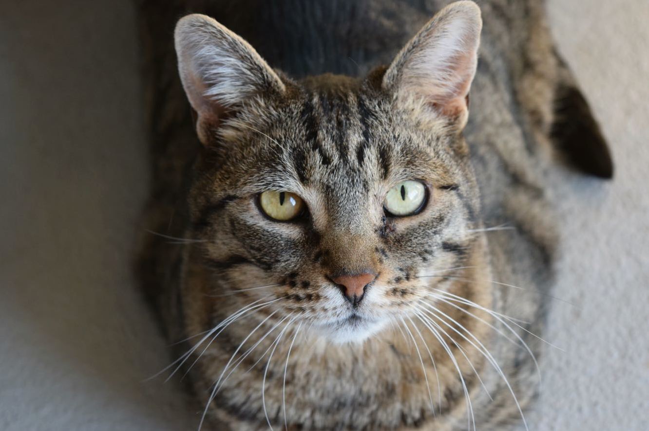 Love His Whiskers Here. This Is Rito.