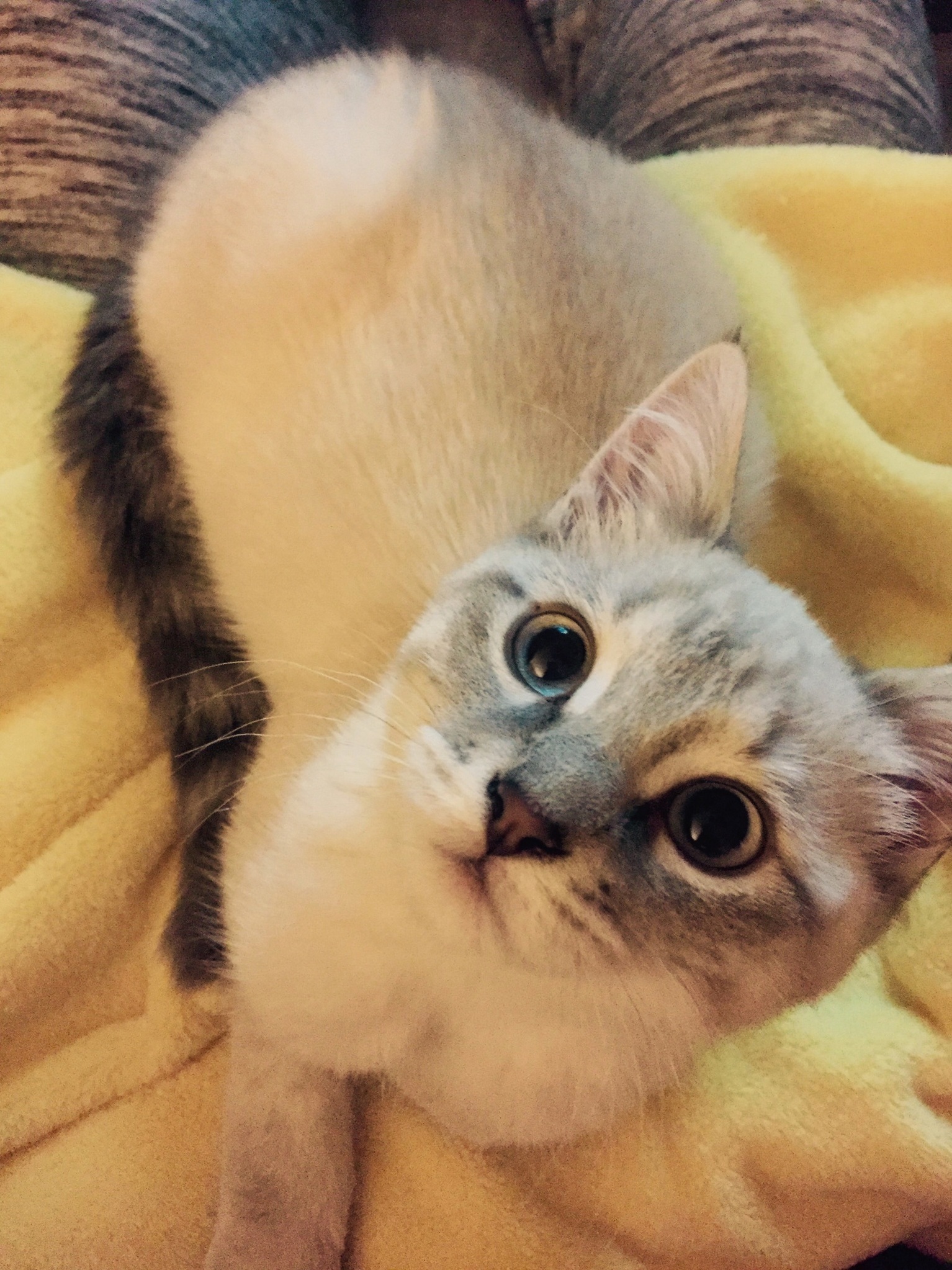 Love My Kittens Face When Im Eating Ice Cream