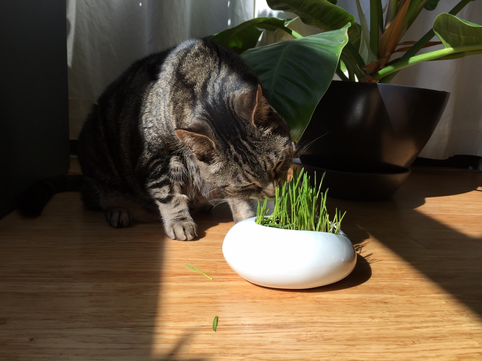 Lukas Mowing Cat Grass