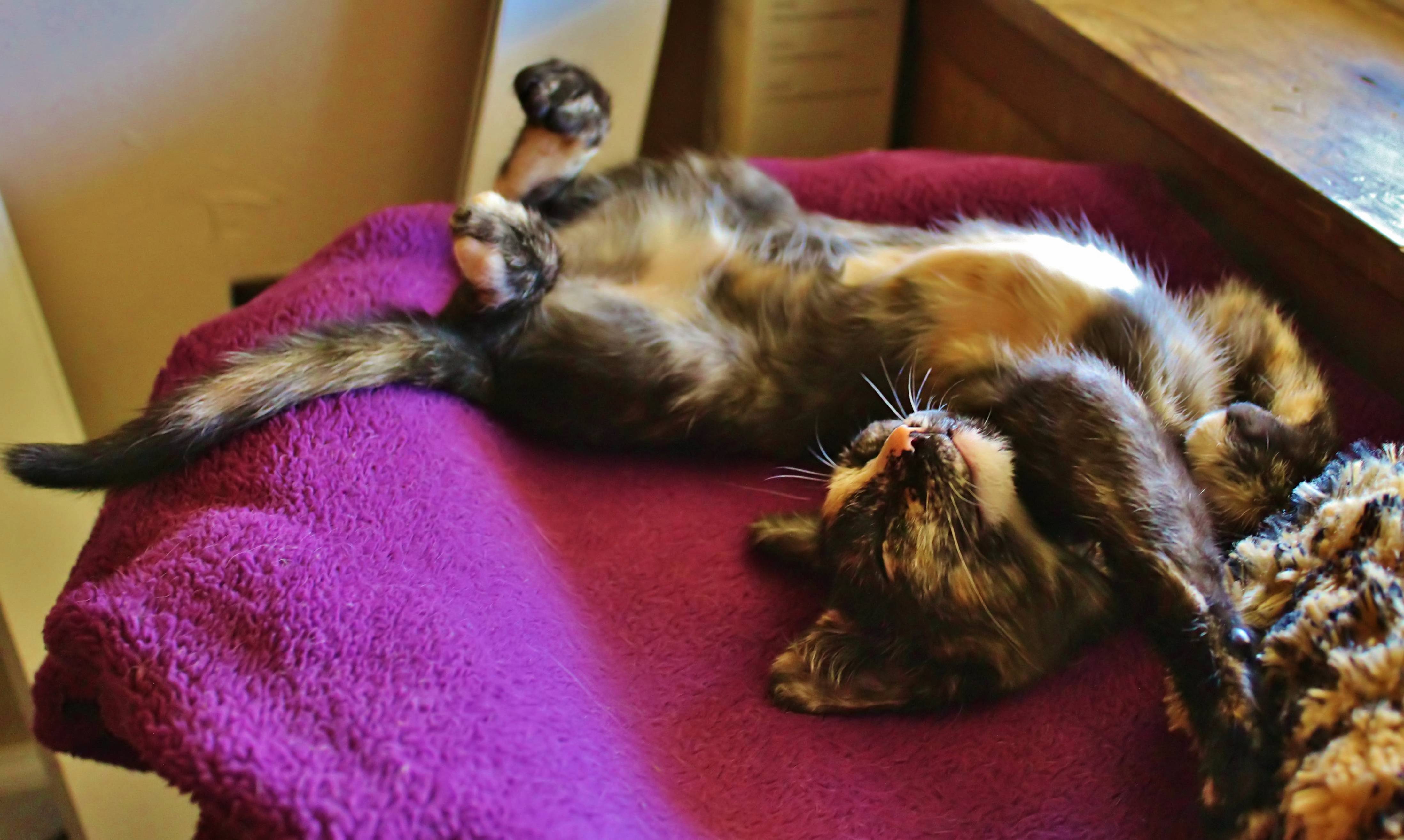 Maebys Been Like This for the Past Half Hour. Have a Relaxing Sunday