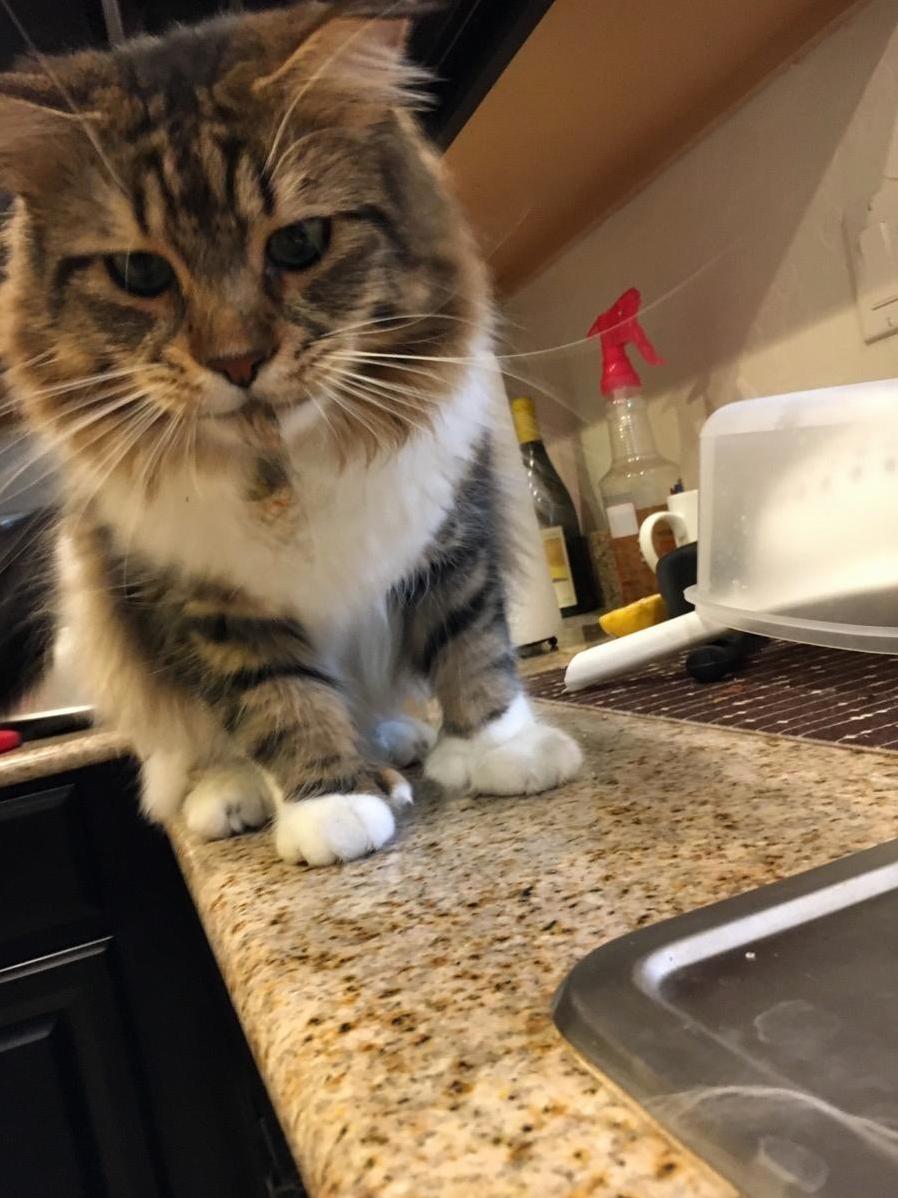 Maine Coon Showing Off the Moth He Caught in the Garage