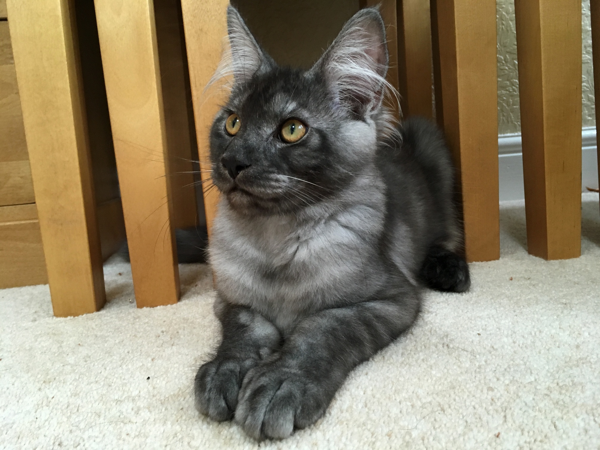 Manny the Maine Coon Destroyer of Toys Master of His Domain
