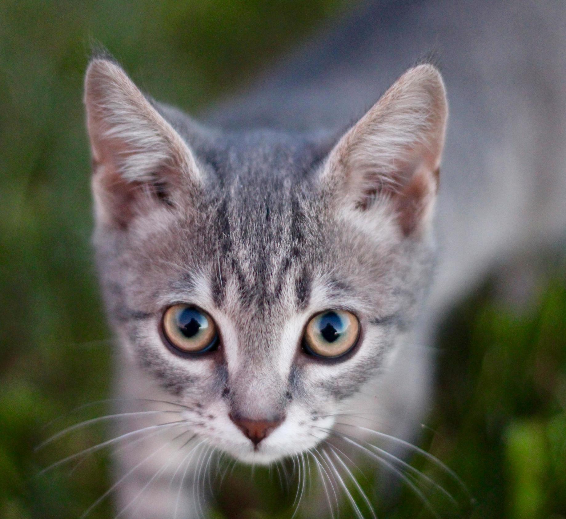 Marty the Farm Cat