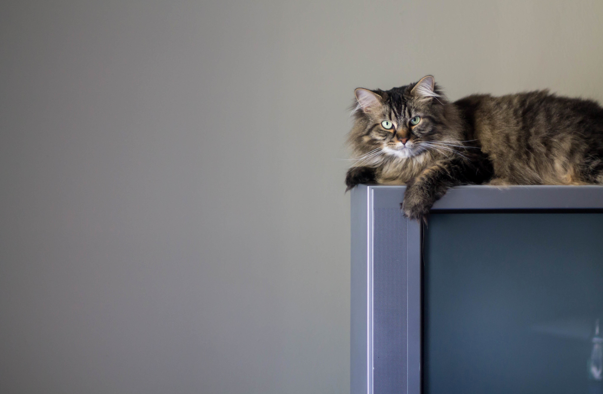 Martys New Perch