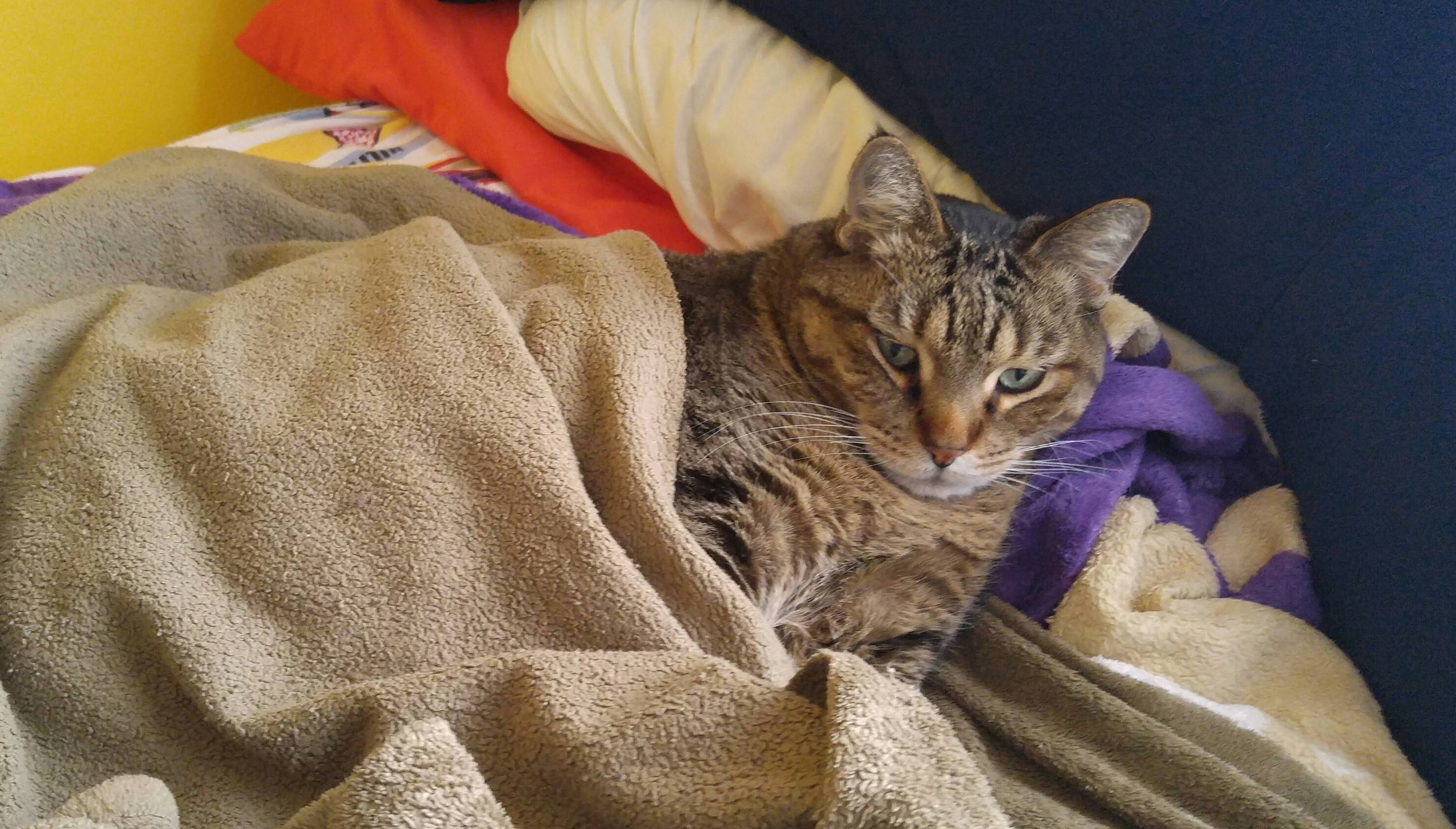 Max Achieves His Sunday Goals by Having His Goal Be Covered Up in Bed All Day