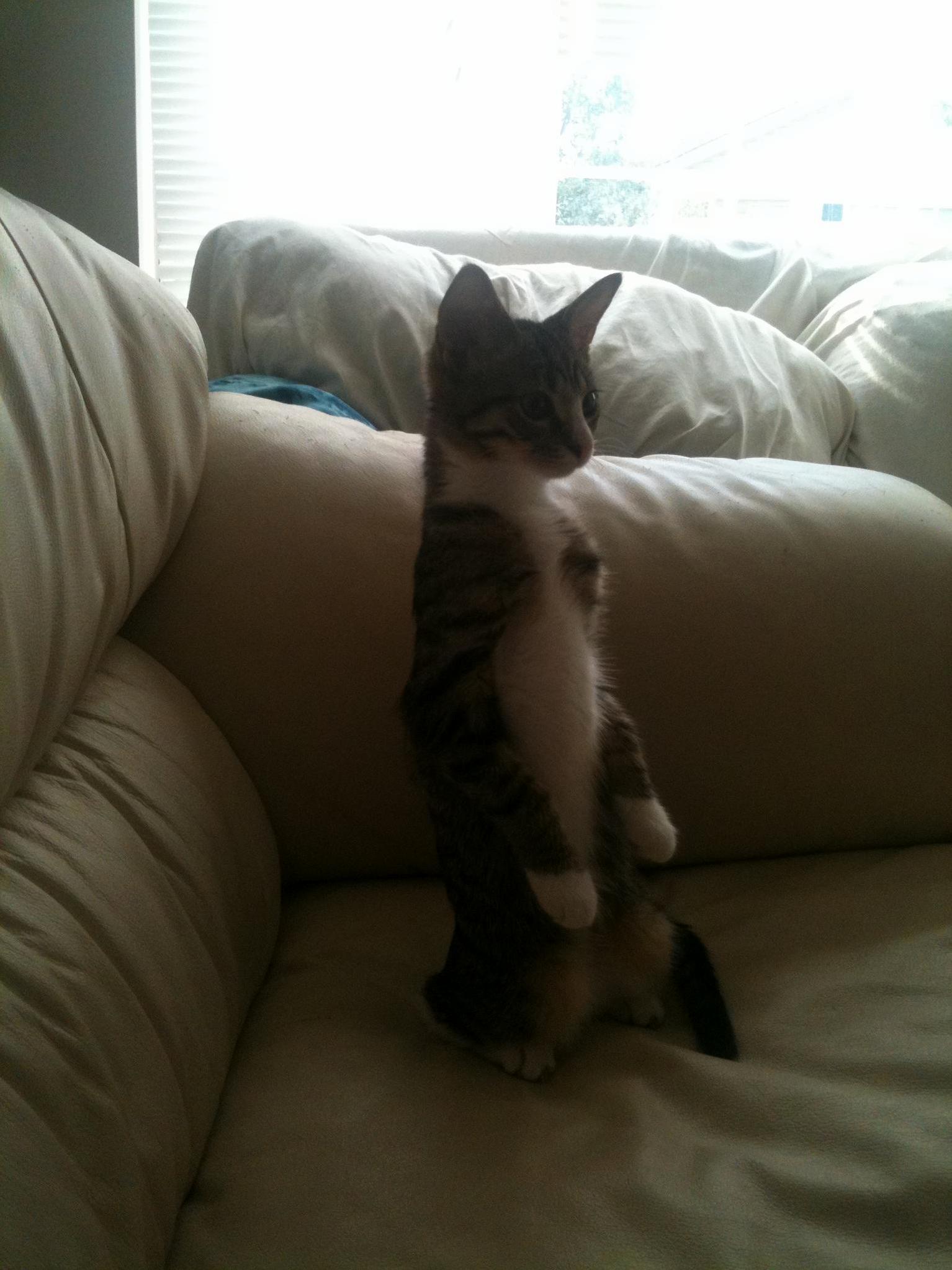 Meerkatting