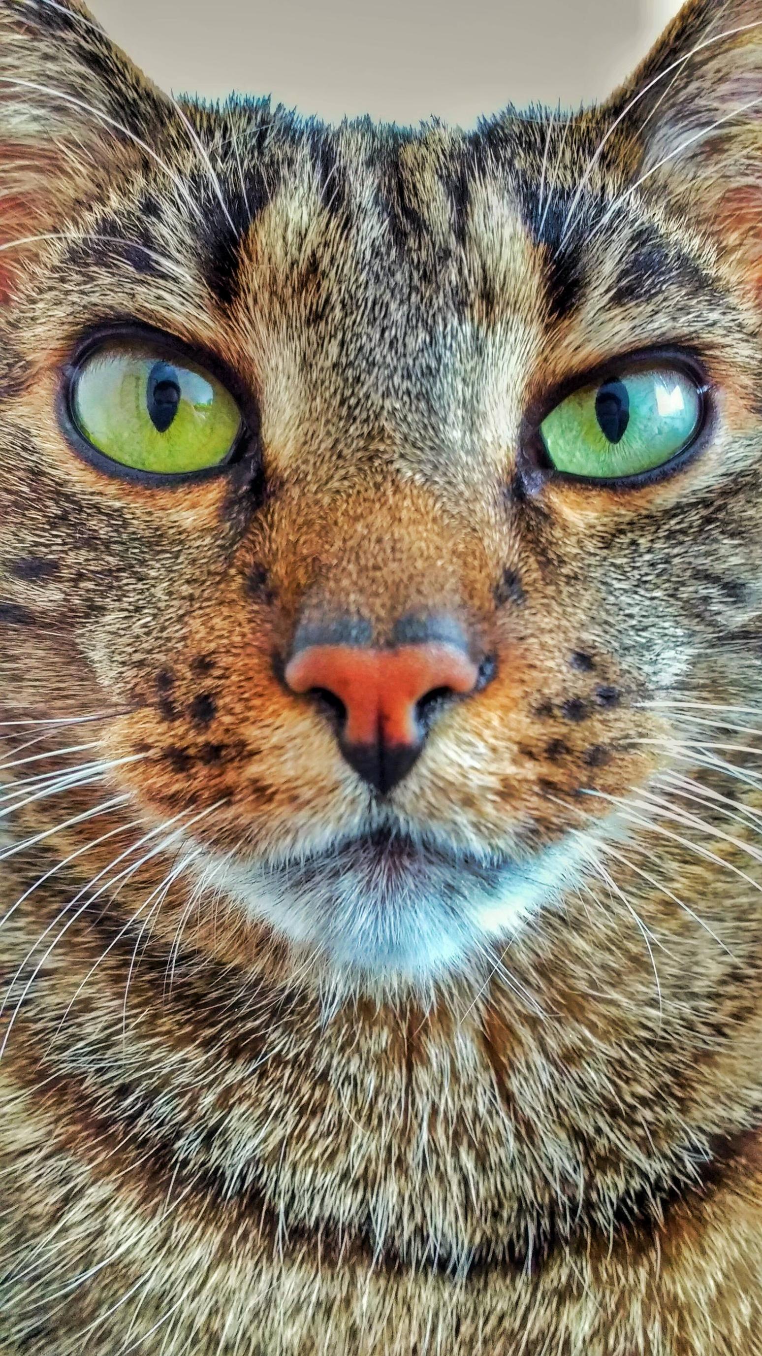 Meet Alfred.. Wallpaper Cat