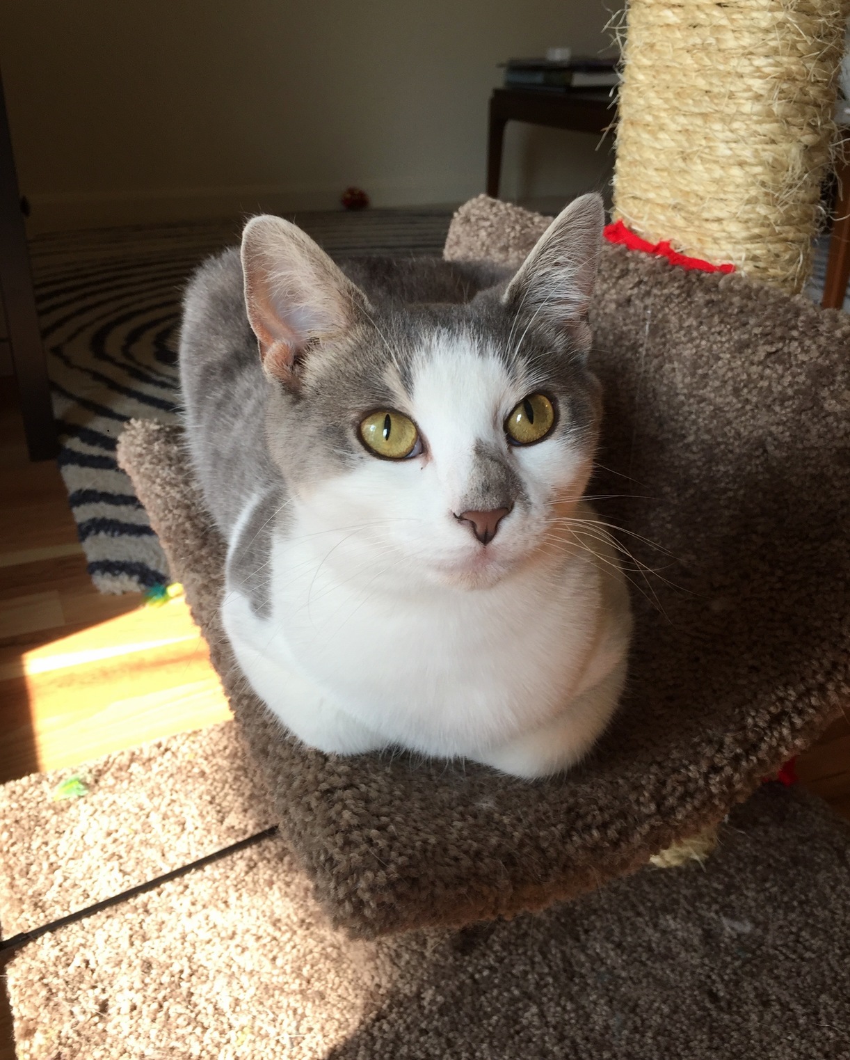 Meet Artemis My Wife and I Rescued Her After She Had Been Shot in the Neck with a Bb Gun. Shes Settling in Well and Is Really Happy Now