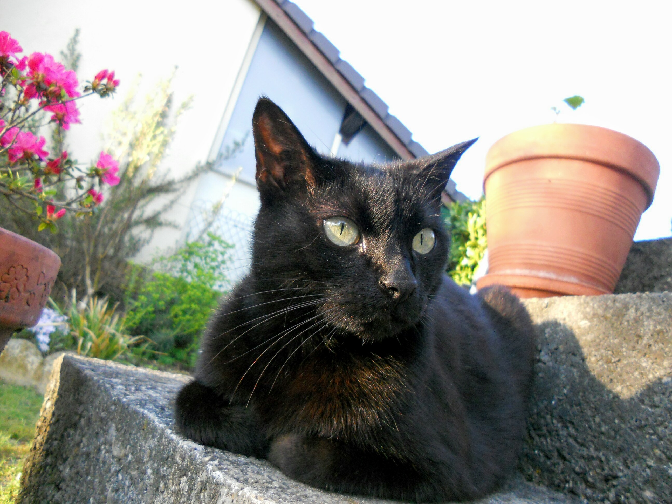 Meet Caline...