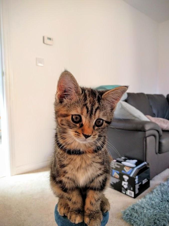 Meet Clydie 9 Weeks Young