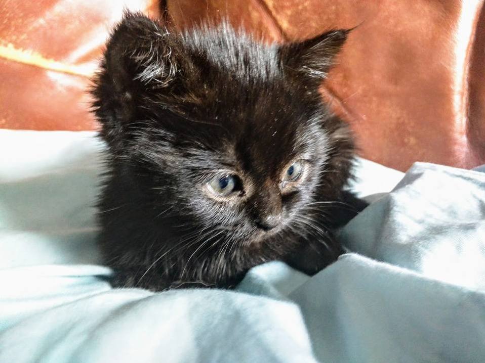 Meet Daisy. I Found Her in a Bush on a Busy Street. Now Shes Got a Happy Home.